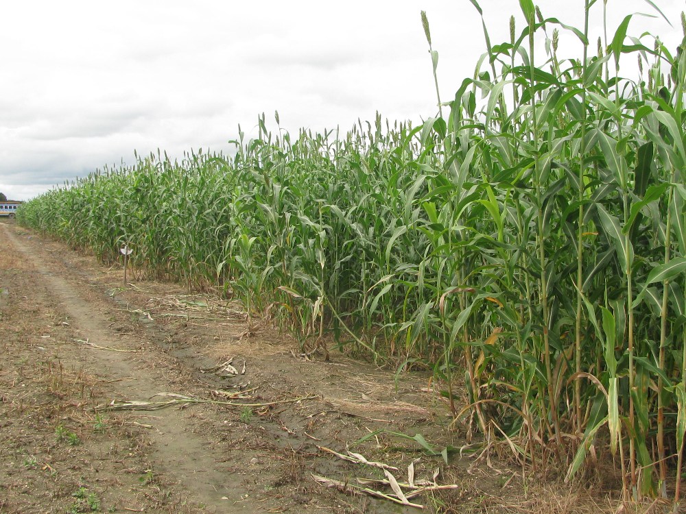 Generando Conocimiento Para Un Agro Sostenible En Colombia4 AGROSAVIA