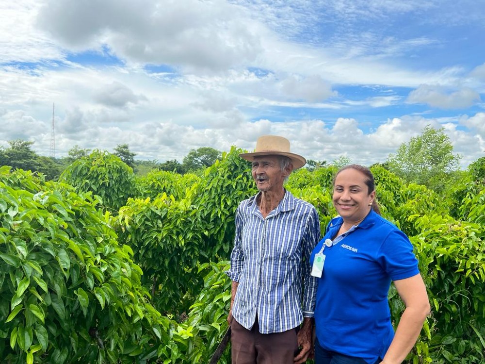 Proyecto De Ñame4 AGROSAVIA