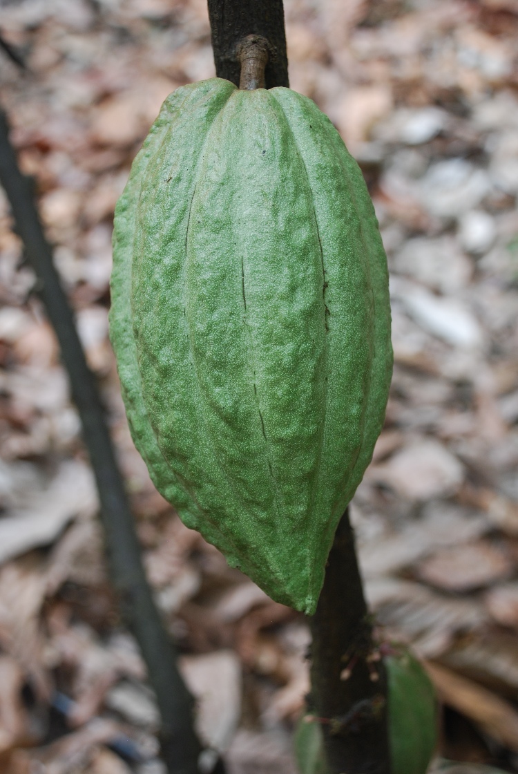 Fomento De Cacao2 AGROSAVIA
