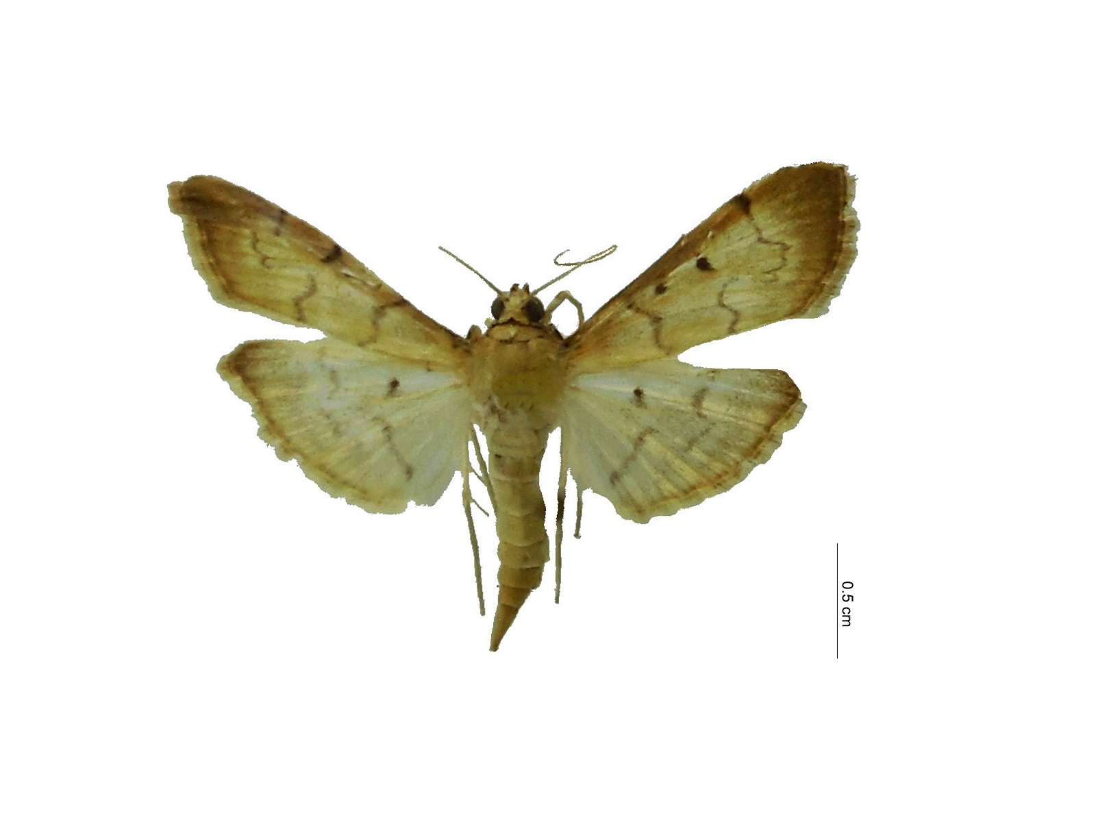 Herpetogramma bipunctalis (Fabricius, 1794) 