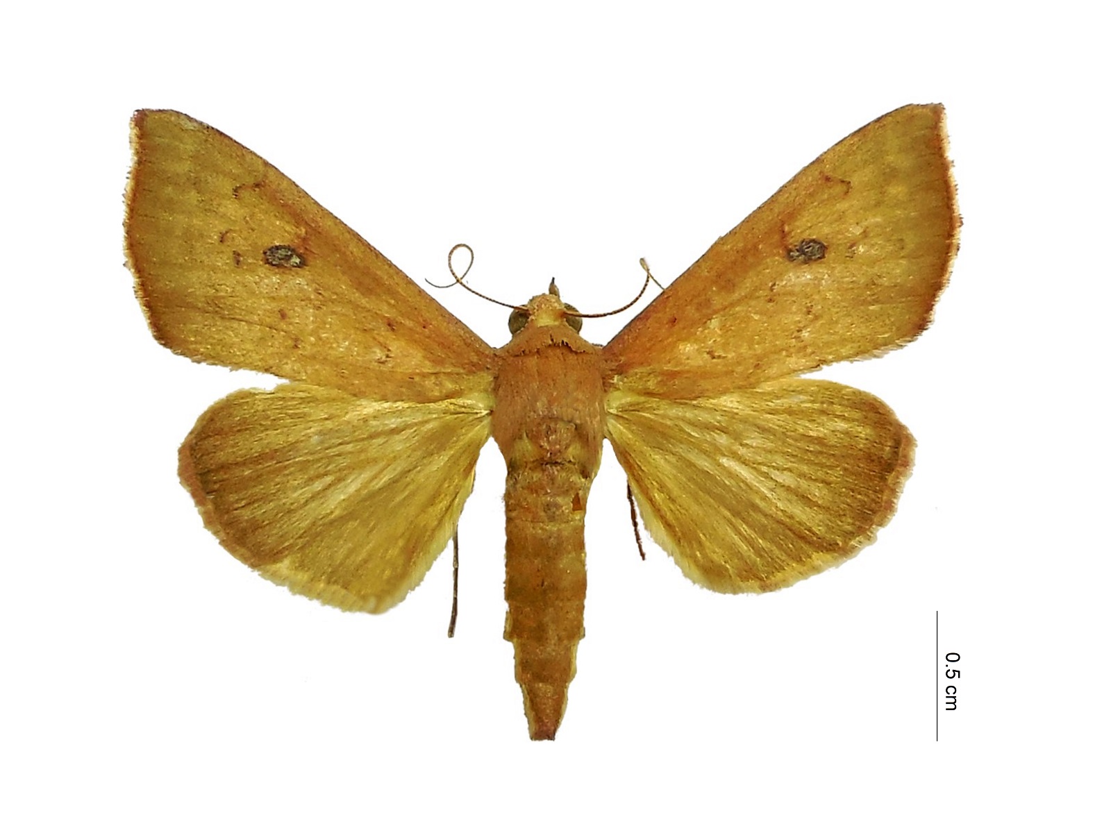 Alabama argillacea (Hübner, 1823)