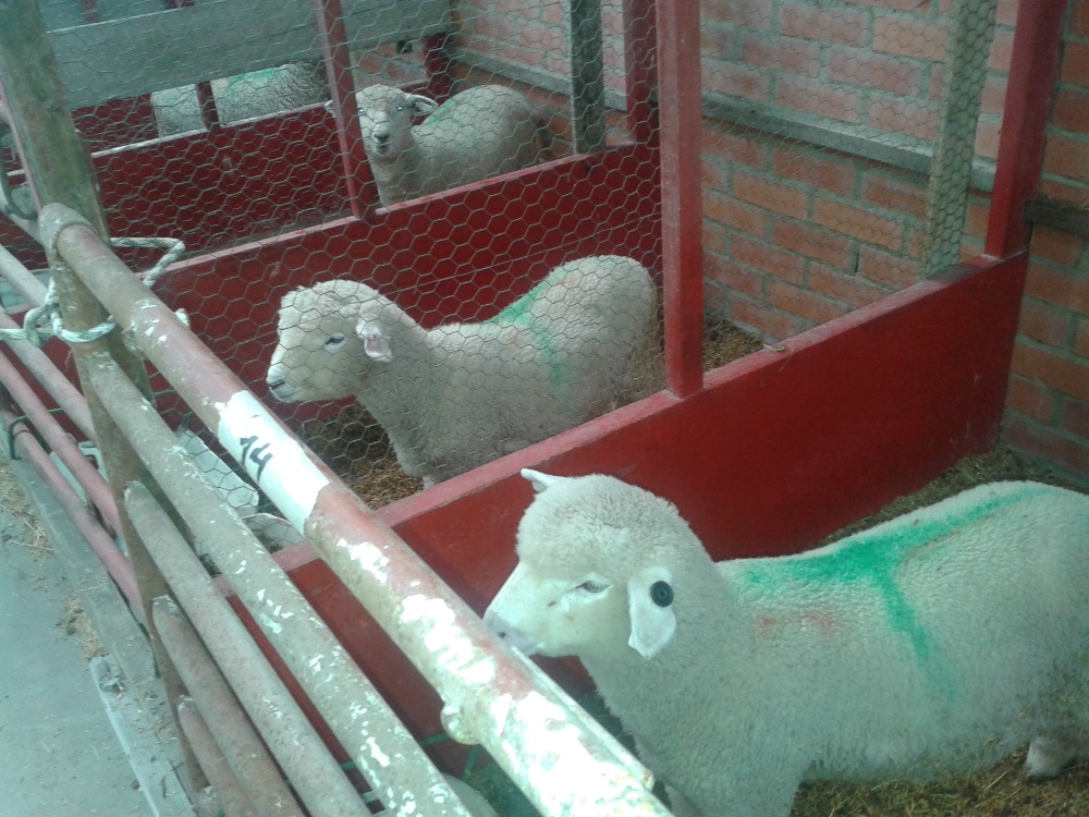 Nueva investigación redefine los requerimientos nutricionales para ovinos en el Trópico Alto colombiano