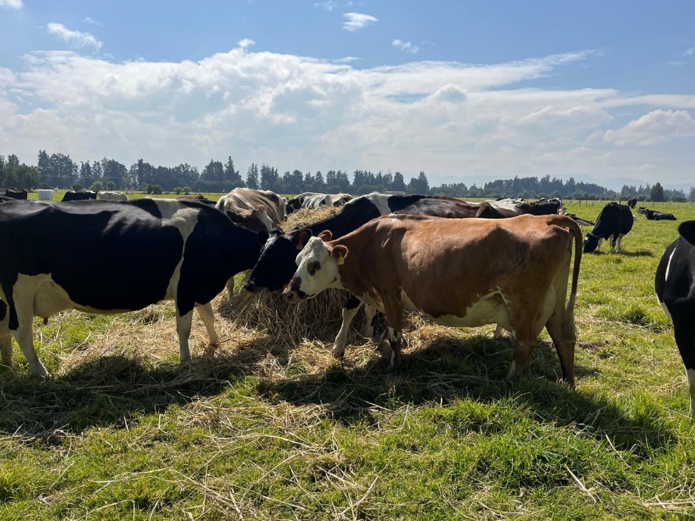 Tecnología Para Productores Lecheros Del Trópico Alto Colombiano Promete Reducir Costos Hasta Un 47 Porciento2 AGROSAVIA