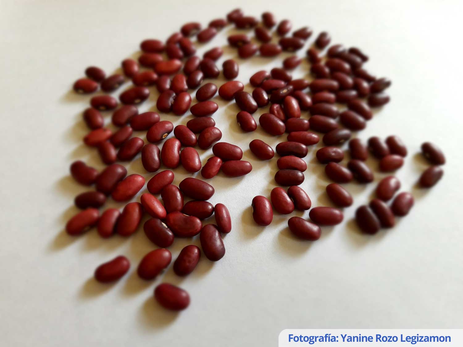 Biofortified bean cultivar AGROSAVIA ROJO 43