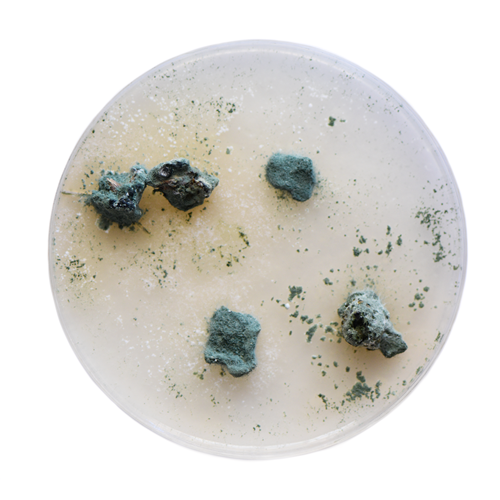 Actividad Biologico Th003 Vs Sclerotinia 2