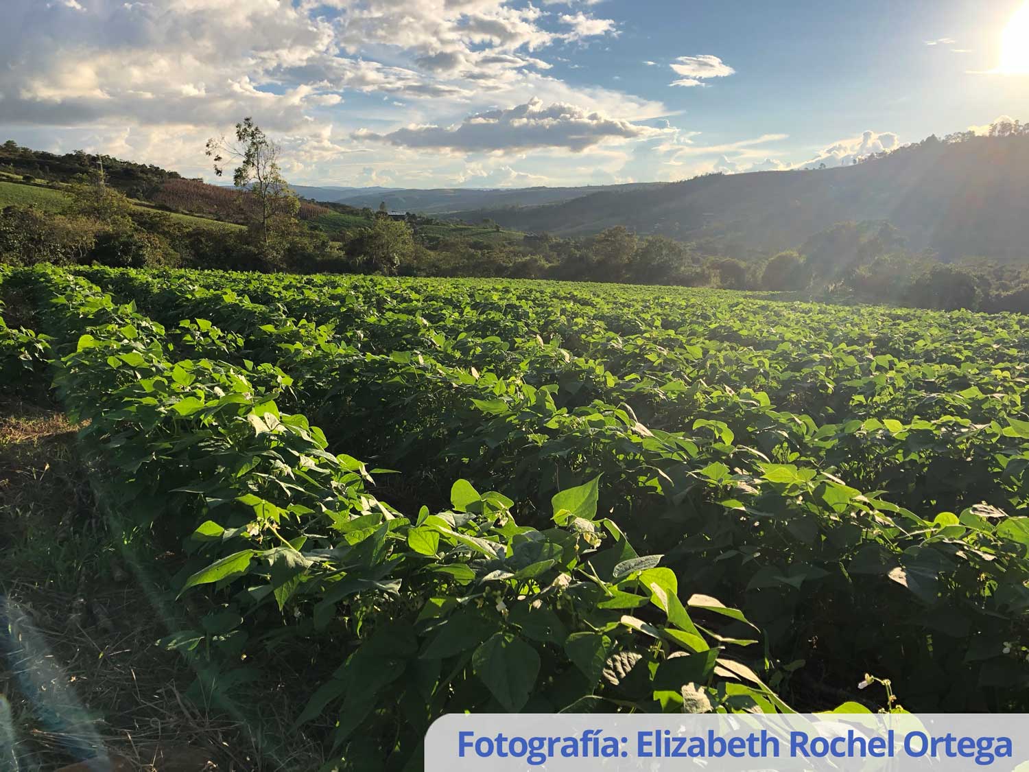 Variedad de frijol Corpoica Froilán