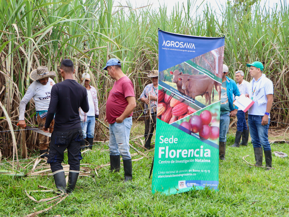Evaluación Fitosanitaria E Índices De Madurez De La Variedad De Caña CC 93 7711, Una Práctica Participativa Con Los Productores En Caquetá4 AGROSAVIA