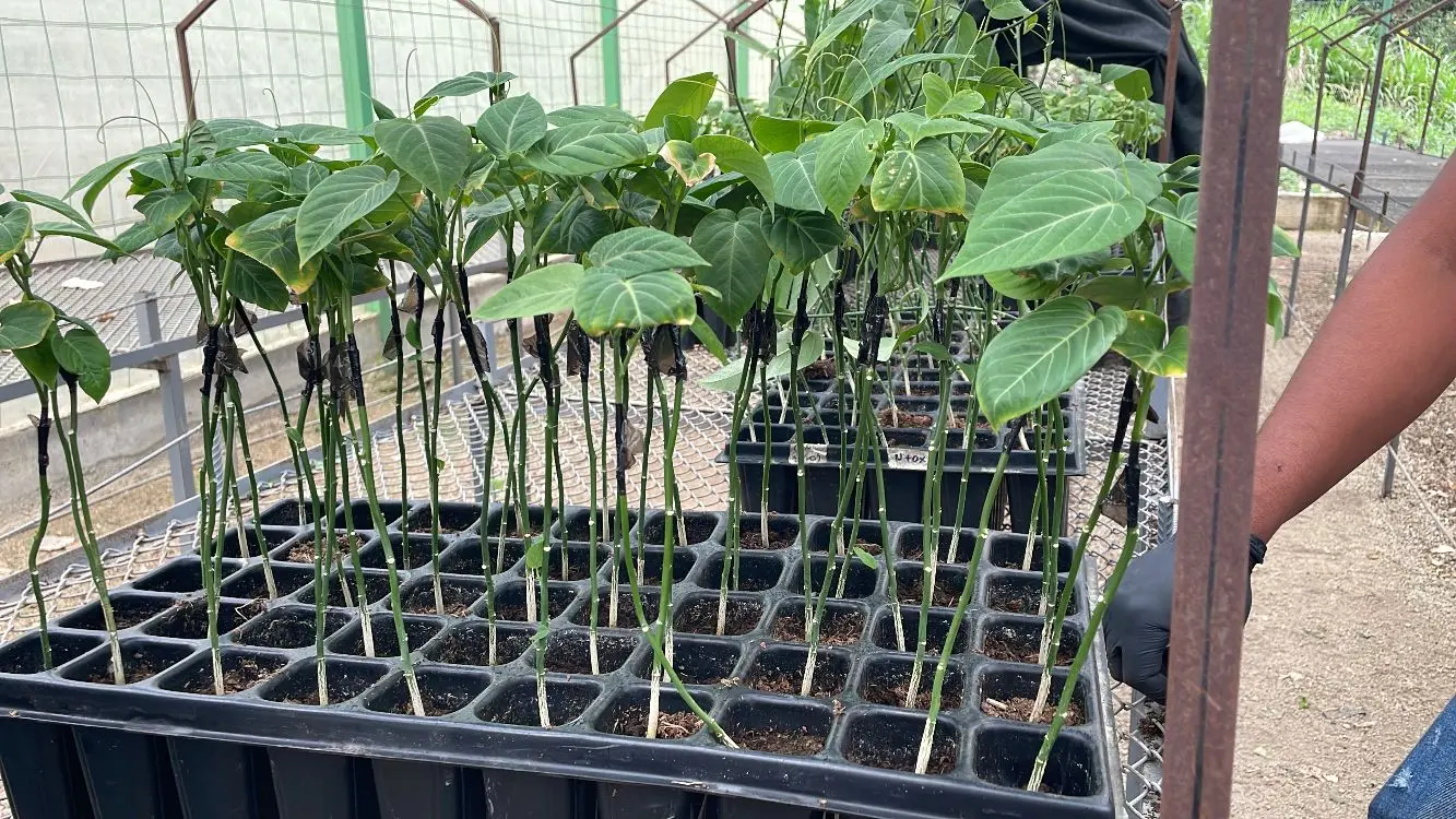 Colombia lidera el futuro de las pasifloras: Medellín, sede del II Congreso Mundial