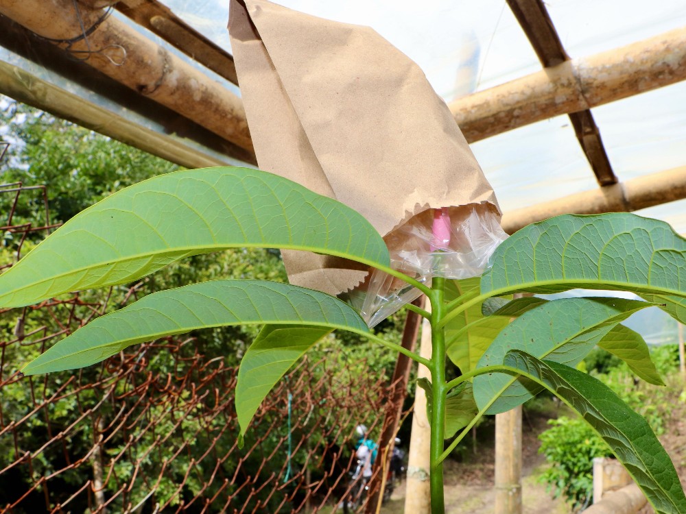 Plan Semilla Aguacate Herveo6 AGROSAVIA