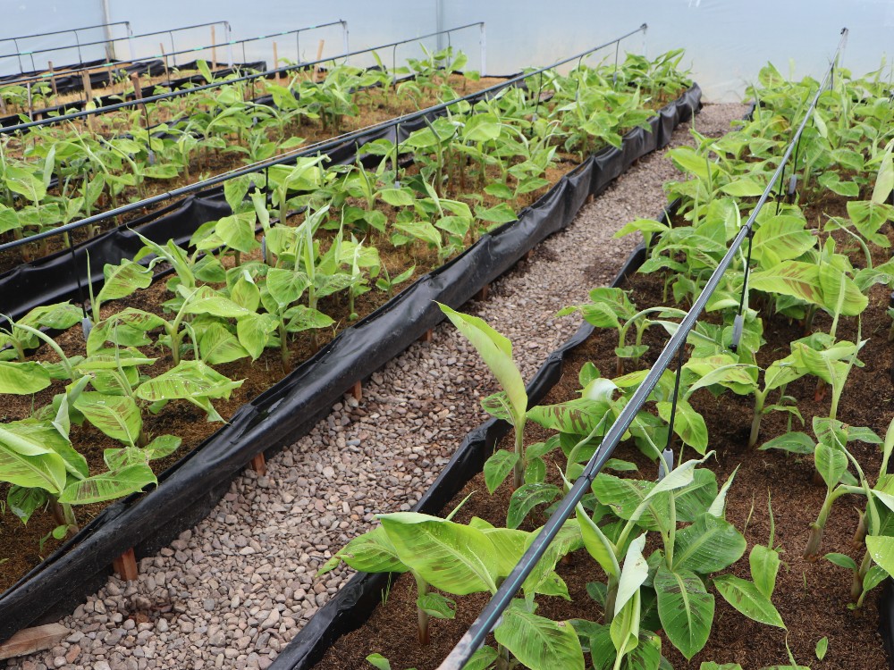 Proyecto de producción de semilla de plátano, beneficia a familias de agricultores del departamento del Huila y proyecta su dinámica a otras regiones del país