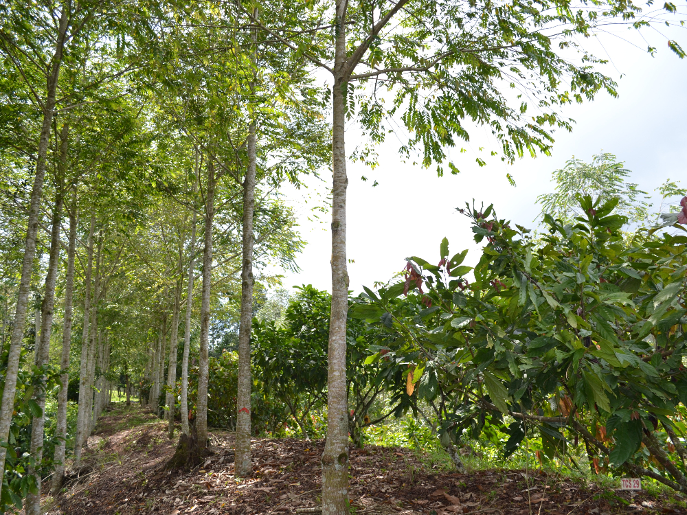 AGROSAVIA y ConeXalab SAS BIC se unen para la implementación de tecnología para el inventario de carbono en Sistemas Agroforestales