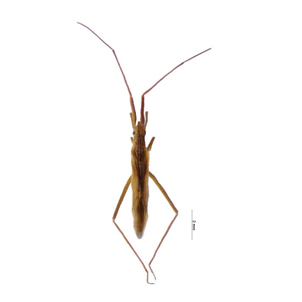 <p>Miridae</p>