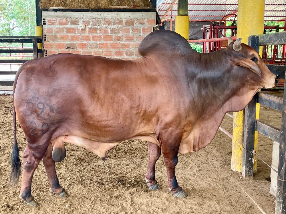 Transferencia De Embriones4 AGROSAVIA