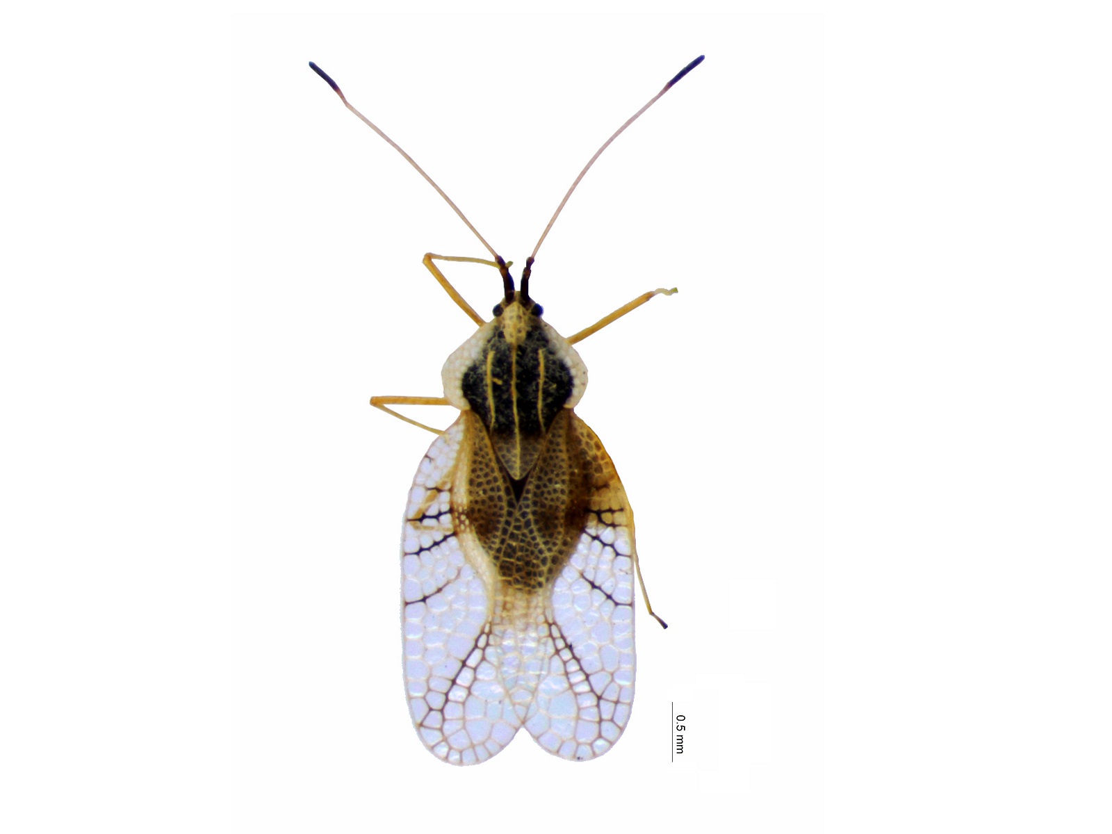 Gargaphia sanchezi Froeschner, 1972 
