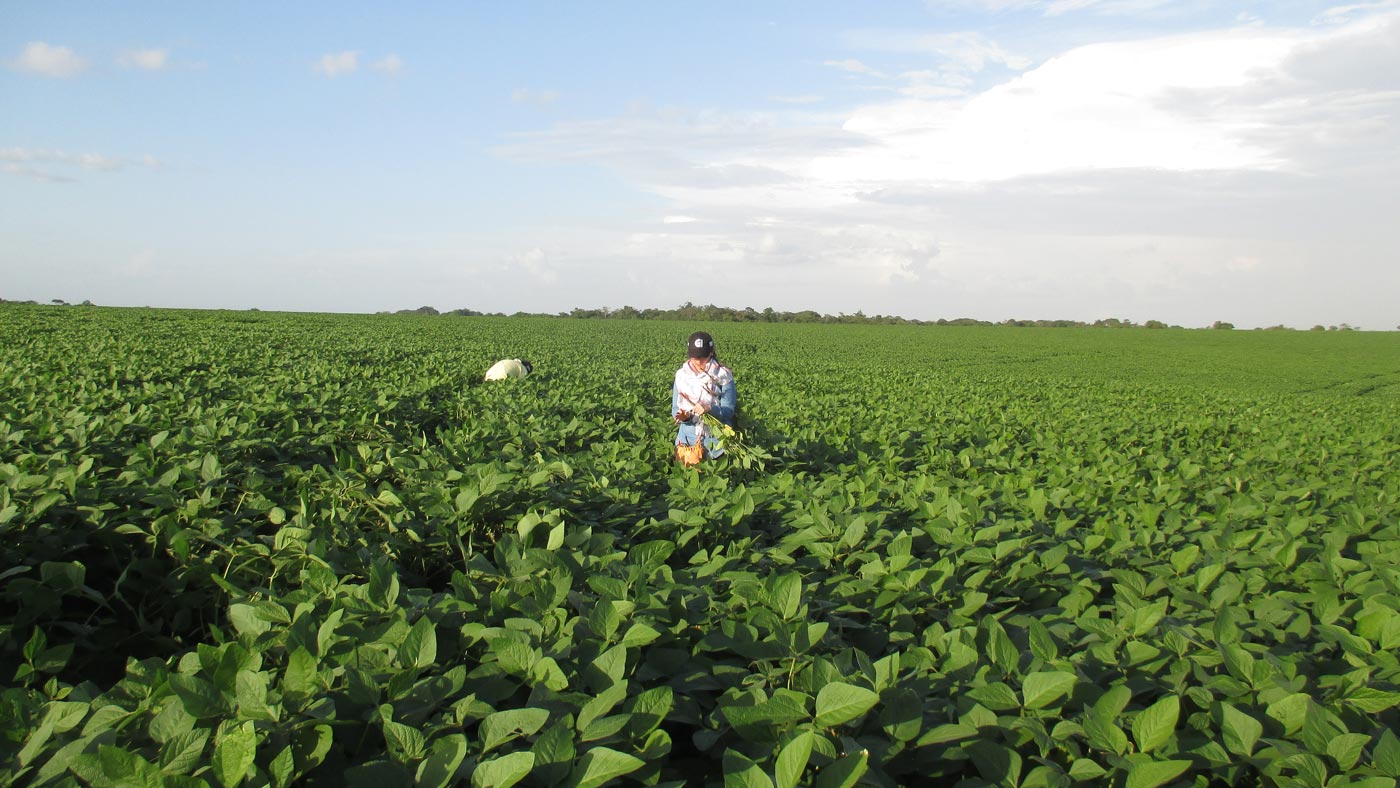 Cultivo De Soya Panoramica