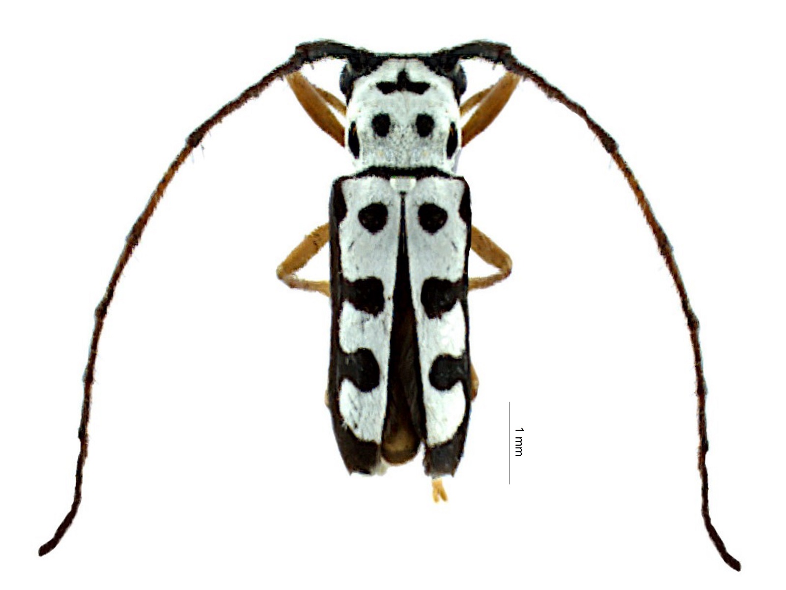 Zeale nigromaculata (Klug, 1829) 