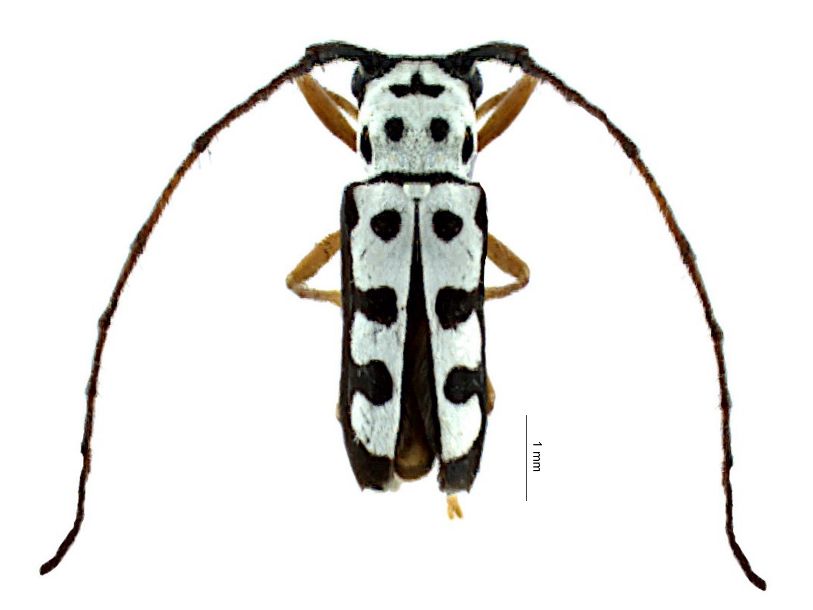 Zeale nigromaculata (Klug, 1829)