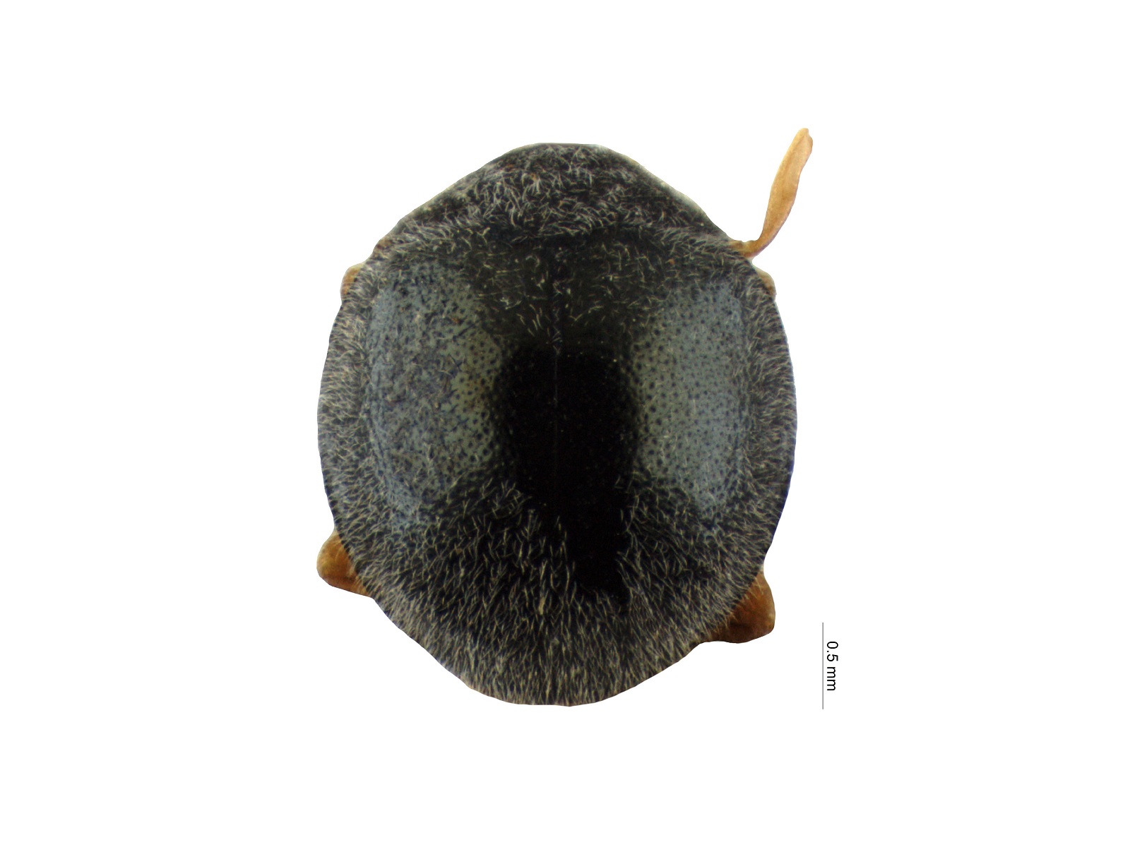Zenoria sp. 