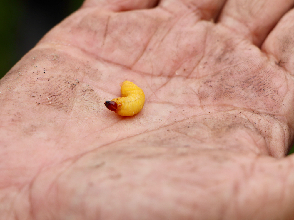 Evaluación Fitosanitaria E Índices De Madurez De La Variedad De Caña CC 93 7711, Una Práctica Participativa Con Los Productores En Caquetá5 AGROSAVIA