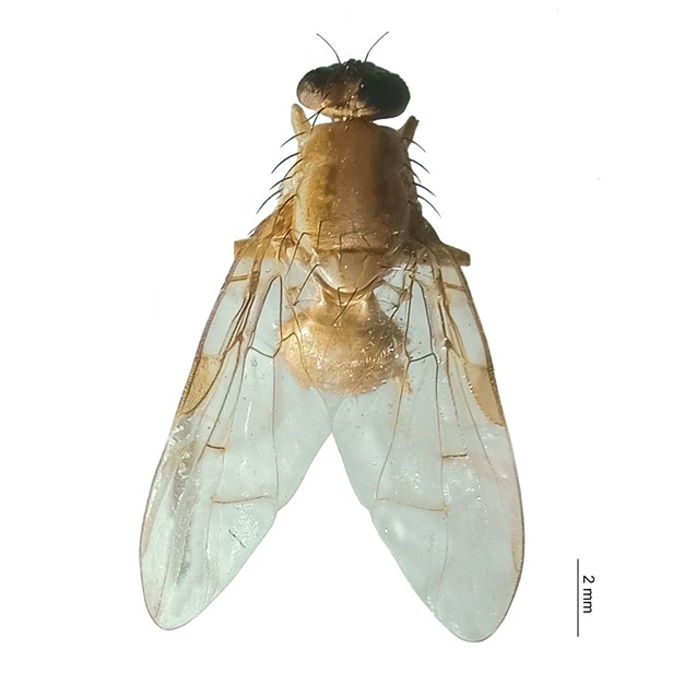 Anastrepha 616