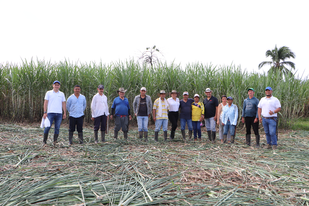 Llega la cosecha de semilla de caña para los productores ASOPANELA del Plan Nacional de Semillas - AGROSAVIA
