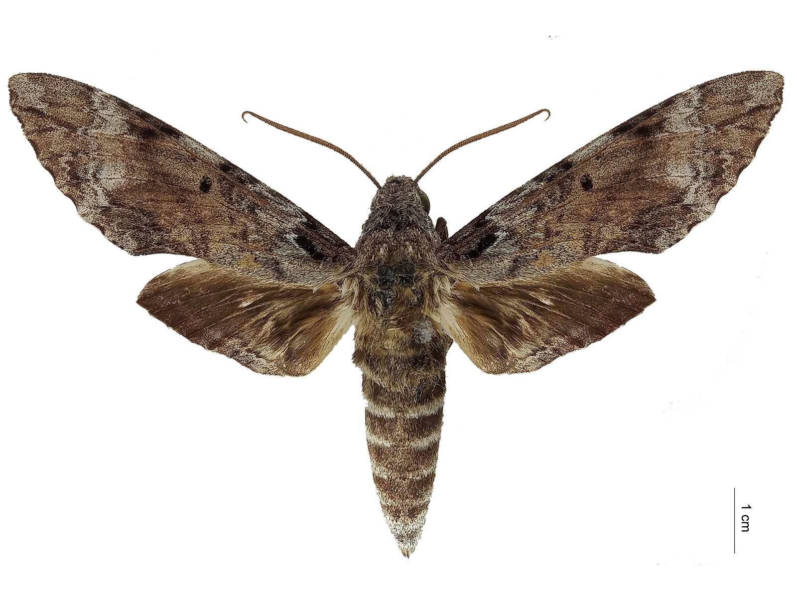 Pseudosphinx tetrio (Linnaeus, 1771)  