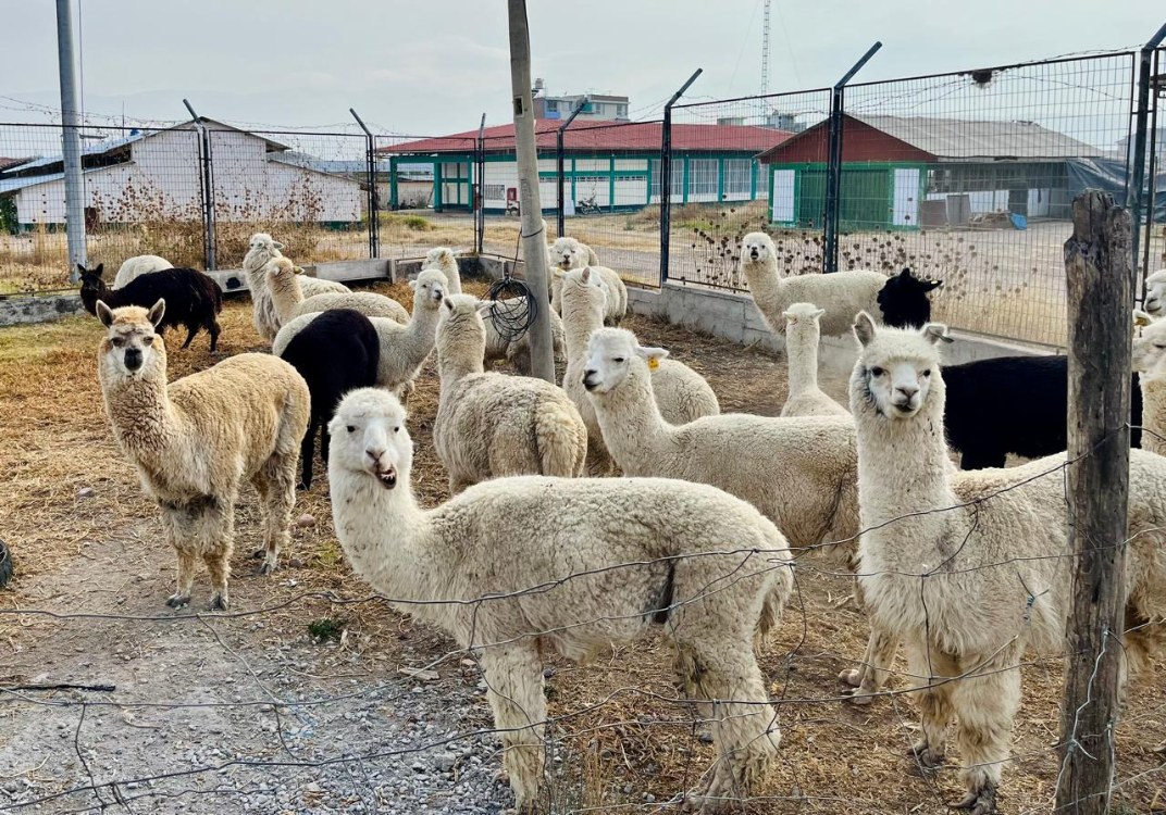 Cooperación científica entre Colombia y Perú fortalece la reproducción de alpacas peruanas