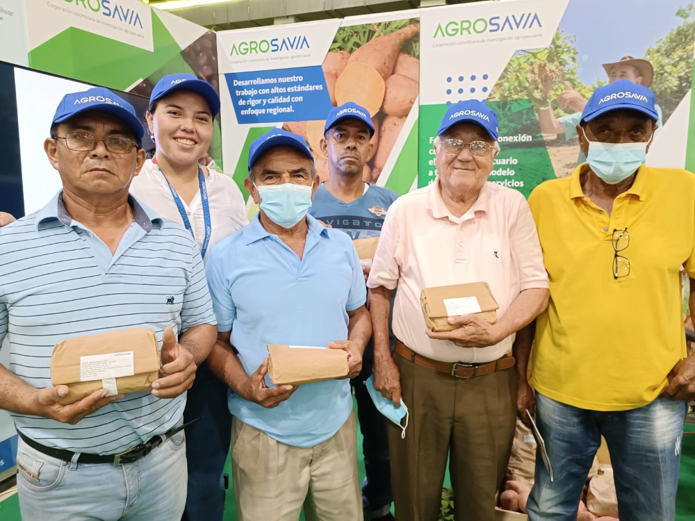 Lanzamiento manual para producir semilla de calidad de guandúl