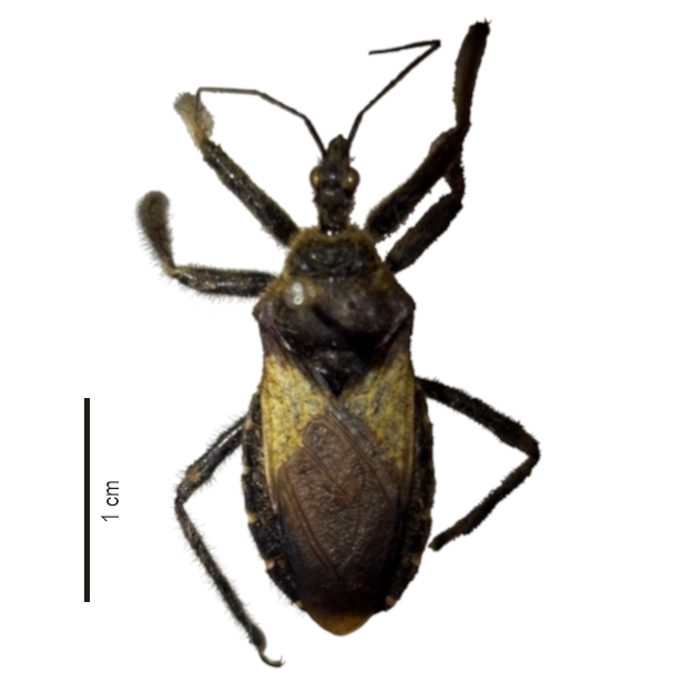 Apiomerus1b