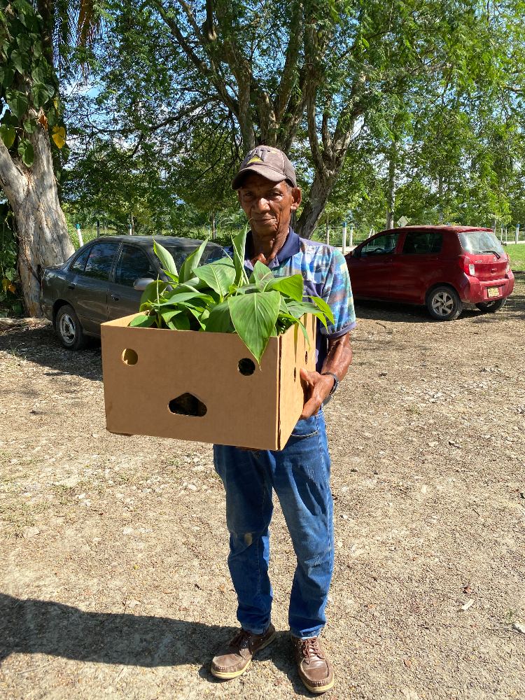 Entrega De Semilla De Calidad De Plátano Hartón4 AGROSAVIA