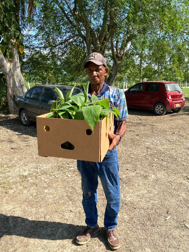 Entrega De Semilla De Calidad De Plátano Hartón4 AGROSAVIA