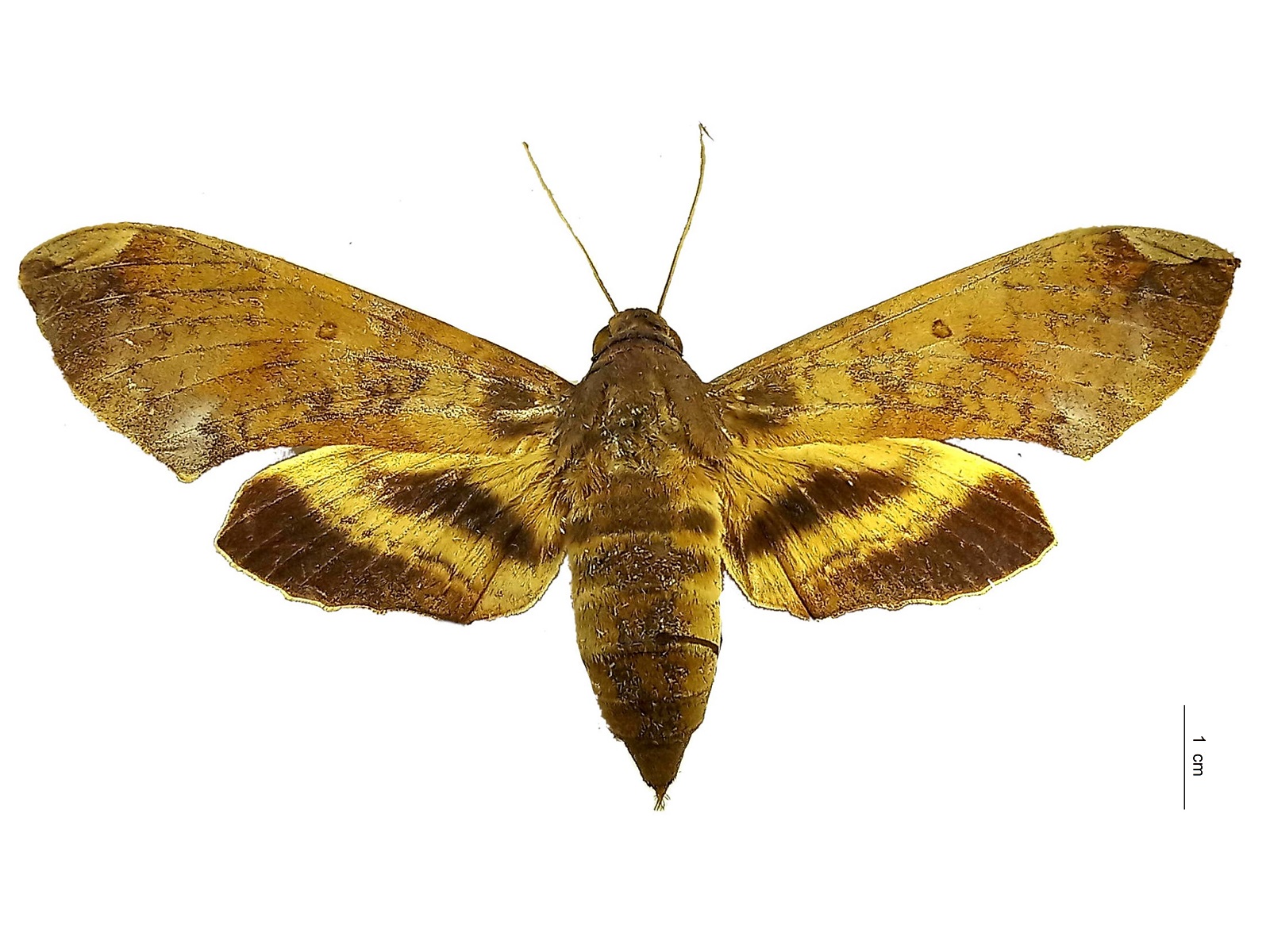 Pachylia ficus (Linnaeus, 1758) 