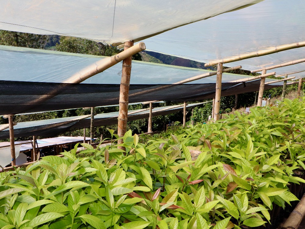Plan Semilla Aguacate Herveo AGROSAVIA