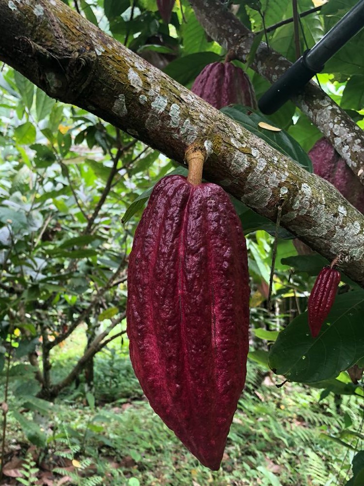 Aportes A La Mitigación De Los Niveles De Cadmio En La Producción Cacaotera4 AGROSAVIA