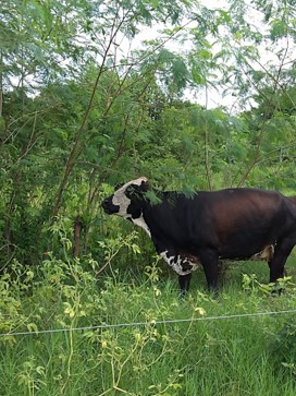 Recomendaciones de manejo de pastoreo en el Piedemonte llanero para sistemas intensivos de producción de carne