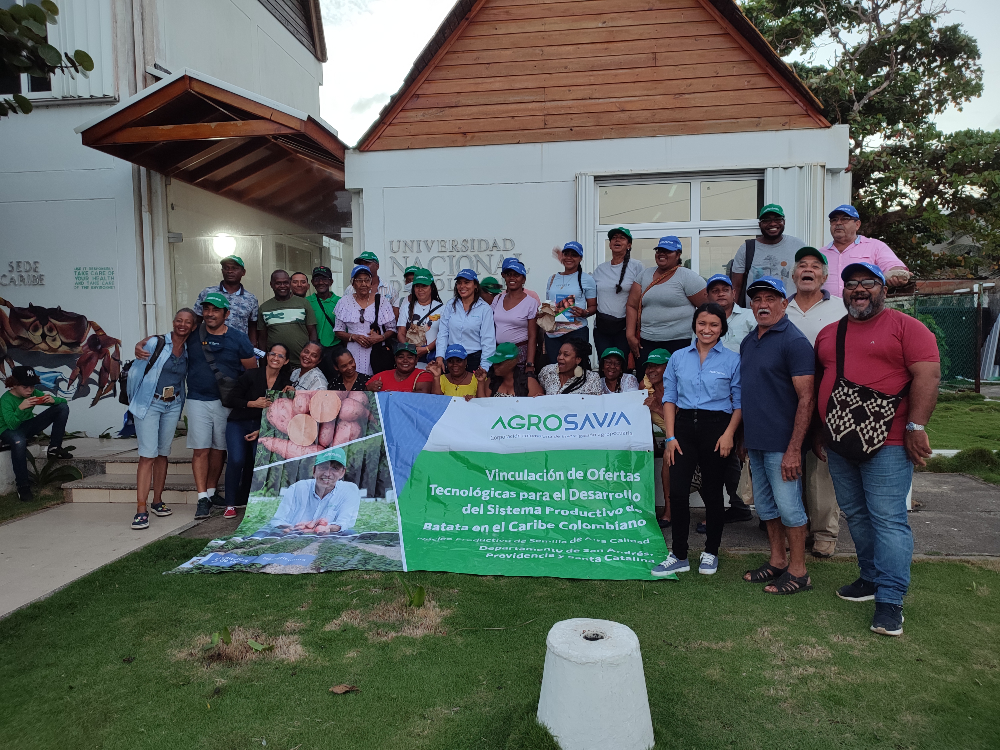 The sweet potato AGROSAVIA Aurora is positioned on San Andrés Island