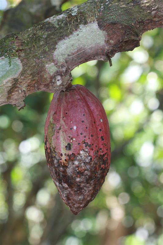 Manejo, Paisaje Y Microhabitat Cacao2