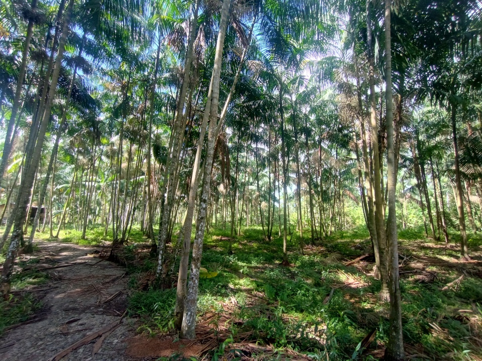 Puerto Asís Asaí