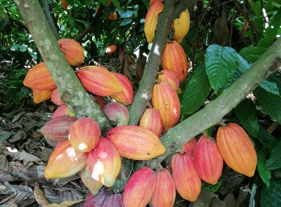 Plan Nacional semilla convocatoria cacao