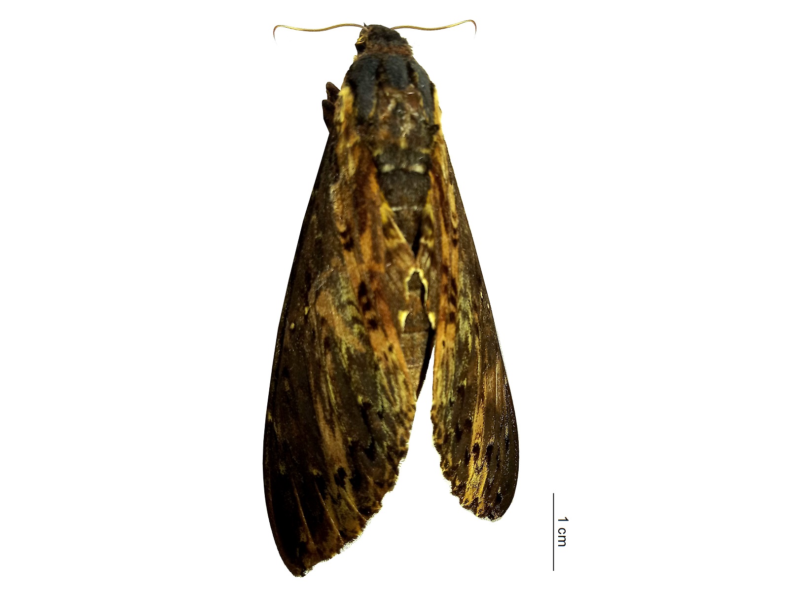 Neococytius cluentius (Cramer, 1775)