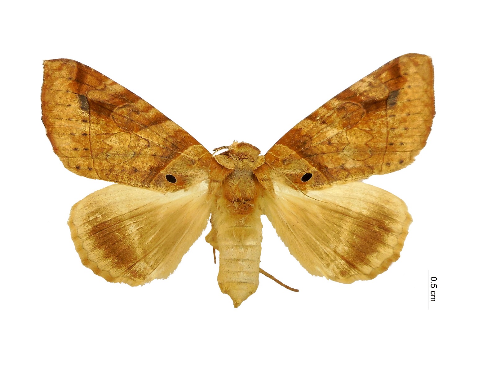 Celiptera remigioides (Guenée, 1852) 