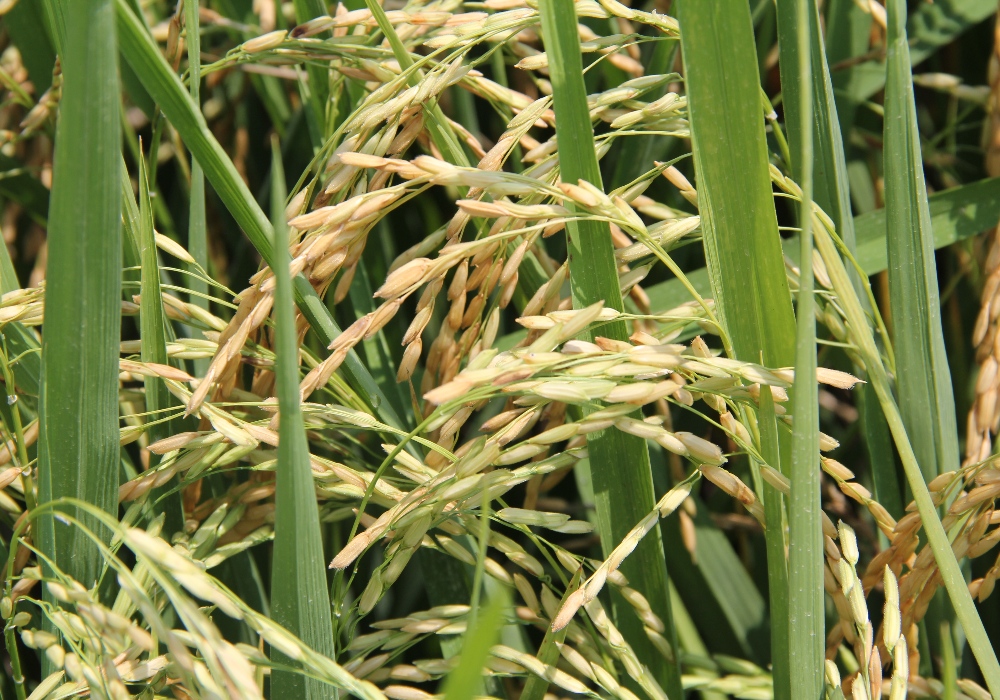 Cultivo Arroz 1 Def