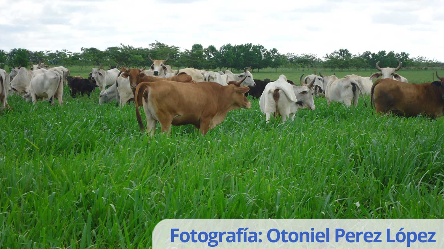 Recomendaciones sobre el uso y manejo de pasto Toledo