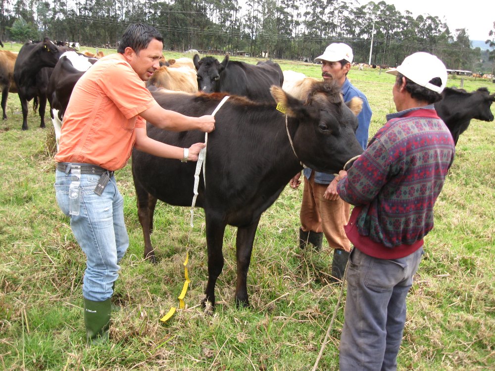 Tecnología Para Productores Lecheros Del Trópico Alto Colombiano Promete Reducir Costos Hasta Un 47 Porciento4 AGROSAVIA