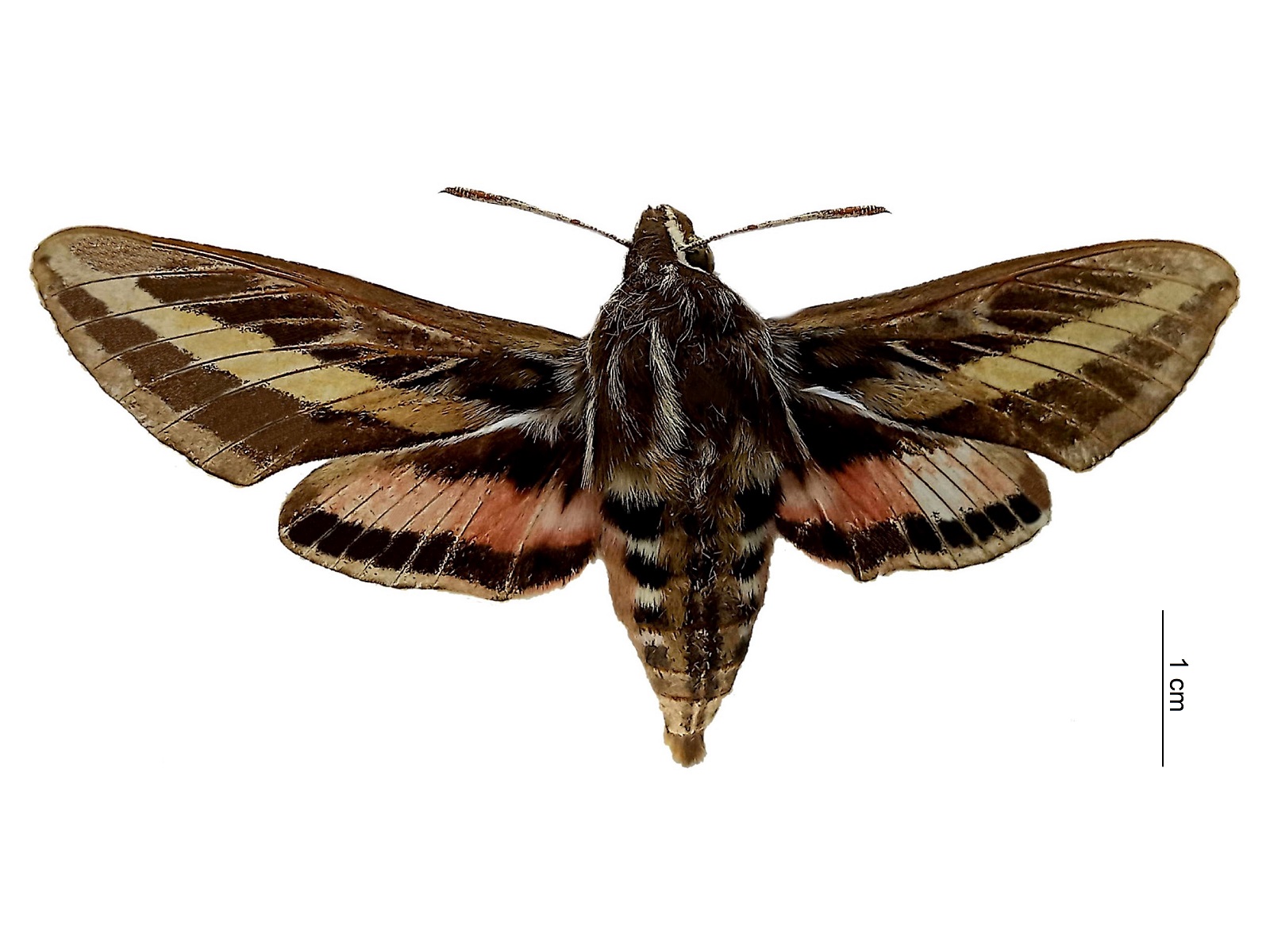 Hyles lineata (Fabricius, 1775)