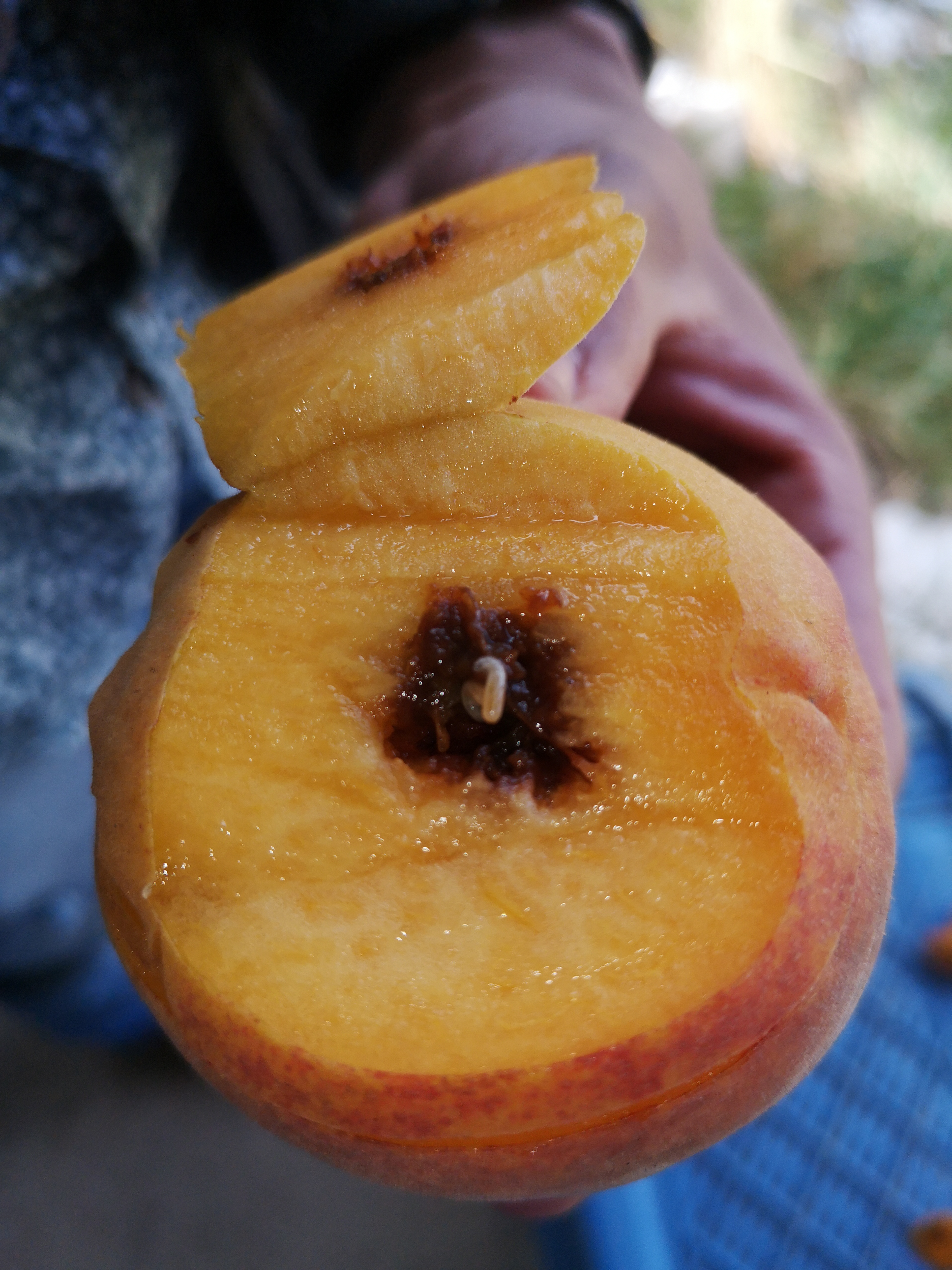 3. Daño Interno Fruta