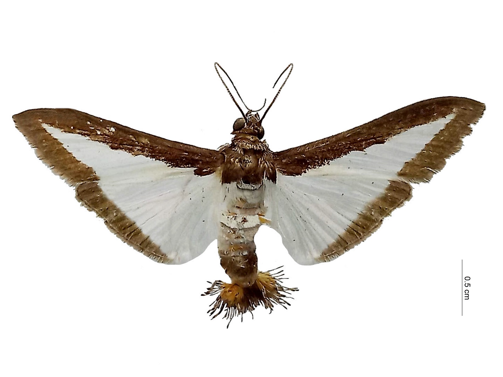 Diaphania hyalinata (Linnaeus, 1767)