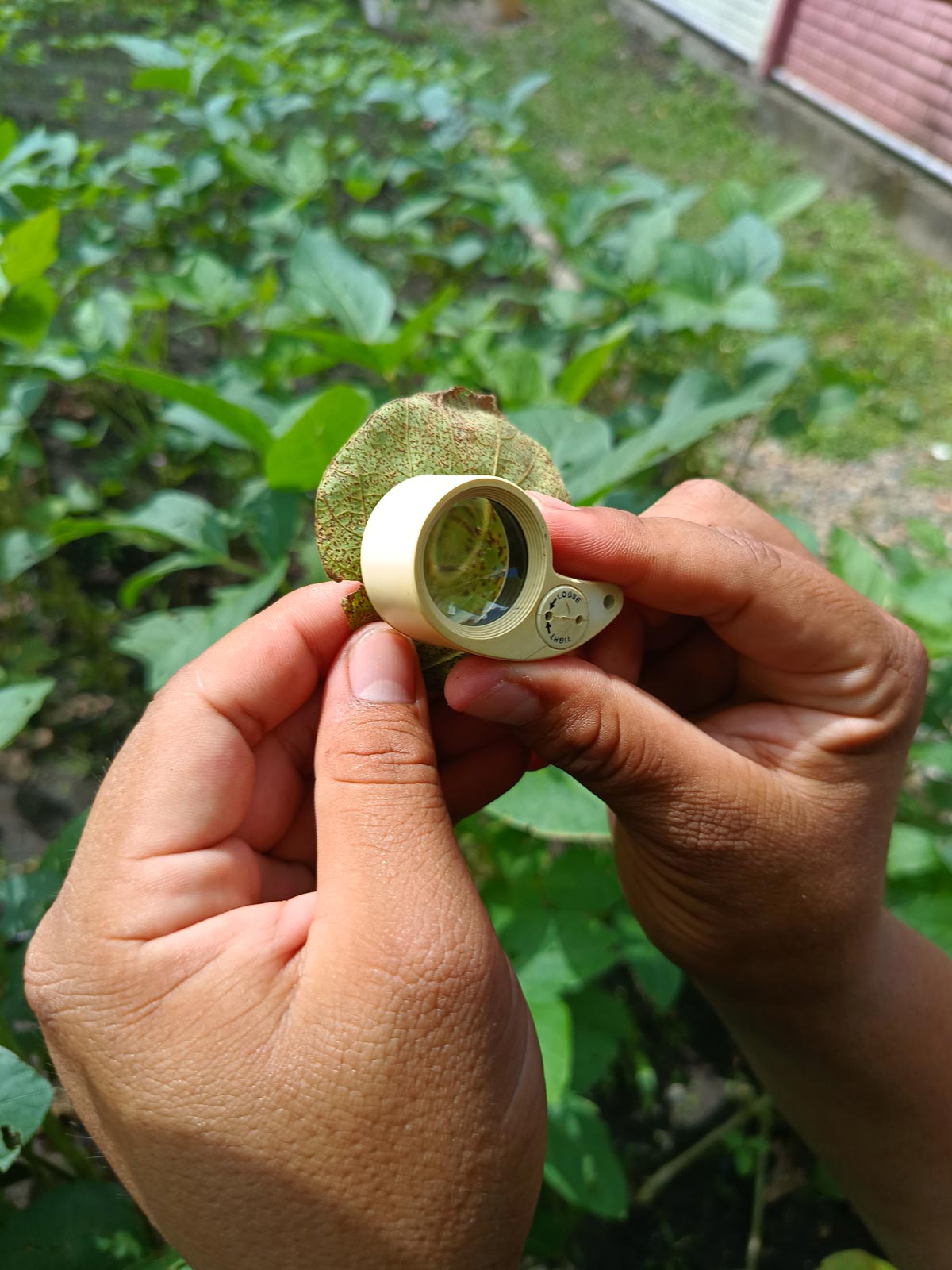 Manejo de roya y chinches en el cultivo de la soya