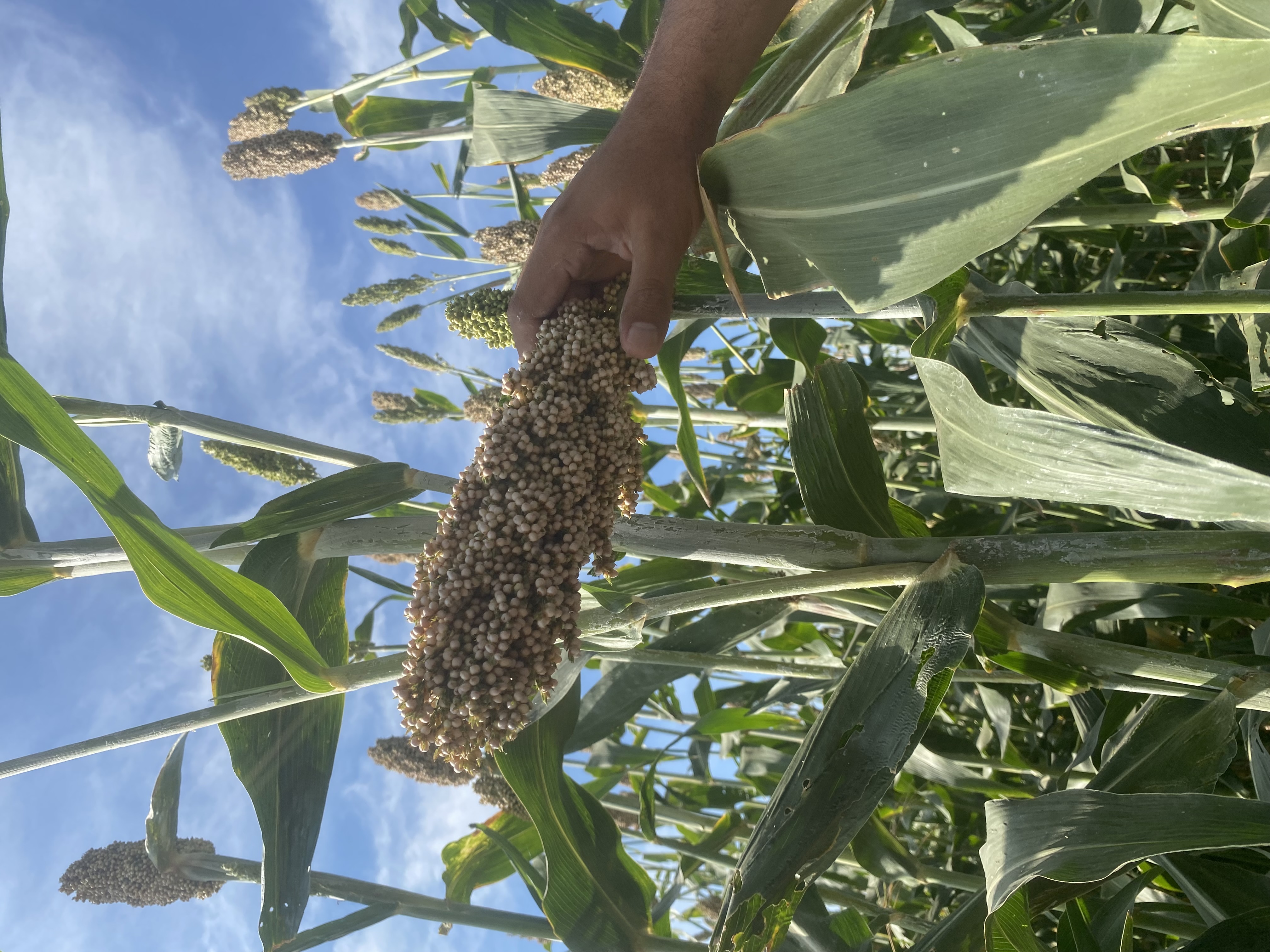 Revisión Del Llenado De Grano En Panoja Laura Restrepo