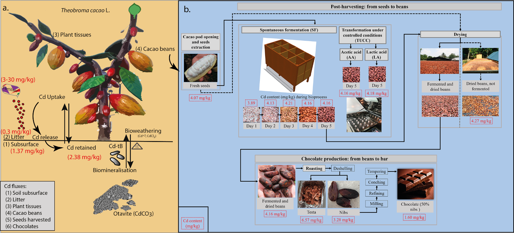 Aportes A La Mitigación De Los Niveles De Cadmio En La Producción Cacaotera7 AGROSAVIA